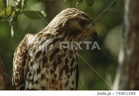 Close-up of Merlin (Falco columbarius) 74801389