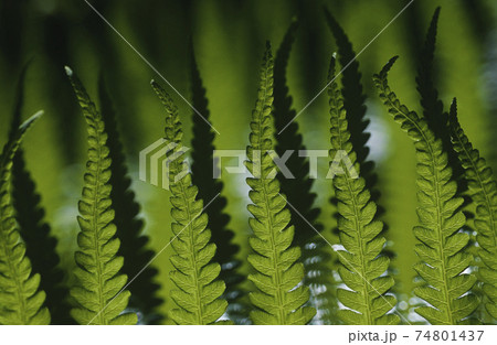 Close-up of fern leaves, focus on foreground Close-up of fern leaves, focus on foreground 74801437