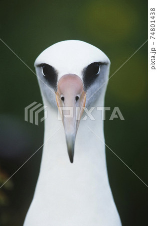 Close-up of Laysan Albatross (Phoebastria immutabilis), front view Close-up of Laysan Albatross (Phoebastria immutabilis), front view 74801438