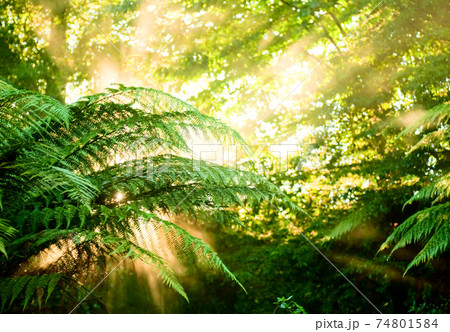 Morning sun in a misty rainforest Morning sun in a misty rainforest 74801584