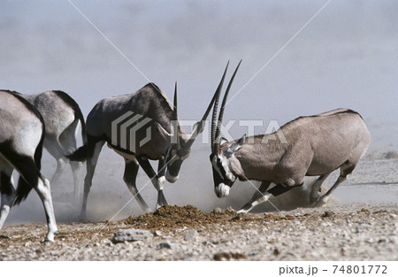 Namibia, Etosha Pan, Gemsbok fighting Namibia, Etosha Pan, Gemsbok fighting 74801772
