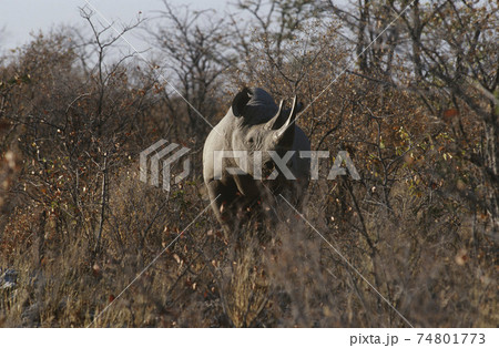 Namibia, Black Rhinoceros standing amongst bushes Namibia, Black Rhinoceros standing amongst bushes 74801773