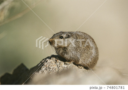 Desert Rat on rock, close up 74801781