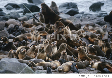 USA, Alaska, St. Paul Island, colony of Northern Fur Seals on rocky shore USA, Alaska, St. Paul Island, colony of Northern Fur Seals on rocky shore 74801783