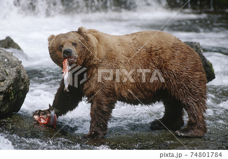 USA, Alaska, Katmai National Park, Brown Bears eating Salmon river, side view 74801784