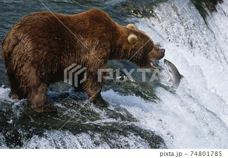 USA, Alaska, Katmai National Park, Brown Bear catching Salmon in river, side view USA, Alaska, Katmai National Park, Brown Bear catching Salmon in river, side view 74801785