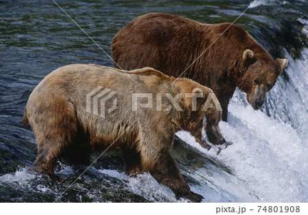 USA, Alaska, Katmai National Park, two Brown Bears catching Salmon standing in river above waterfall, side view 74801908