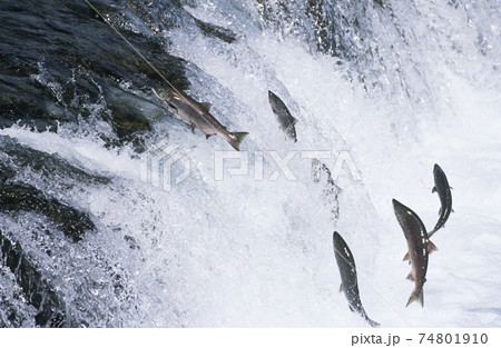 Group of Salmon jumping upstream in river 74801910