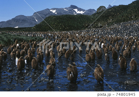 UK, South Georgia Island, colony of juvenile King Penguins on beach 74801945
