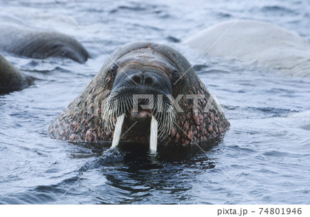 Norway, Spitsbergen, Walruse in water, close up 74801946