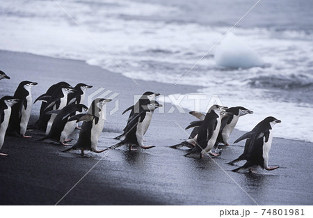 Chinstrap Penguins (Pygoscelis antarcticus) colony walking into sea Chinstrap Penguins (Pygoscelis antarcticus) colony walking into sea 74801981