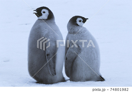 Two young Emperor Penguins standing back to back 74801982