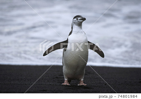 Chinstrap Penguin (Pygoscelis antarcticus) at seashore 74801984