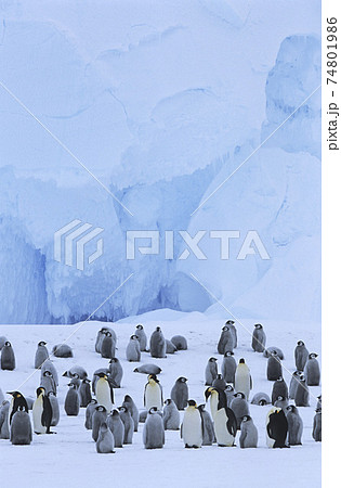 Emperor Penguin (Aptenodytes forsteri) colony 74801986