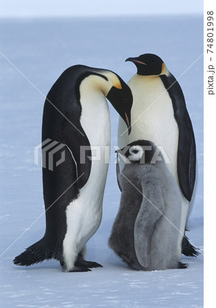 Antarctica, Weddel Sea, Atka Bay, Emperor Penguin Family Antarctica, Weddel Sea, Atka Bay, Emperor Penguin Family 74801998