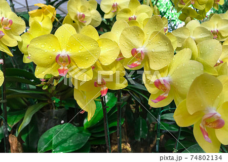 Yellow orchid flower in garden at winter Phalaenopsis orchid. Yellow orchid flower in garden at winter Phalaenopsis orchid. 74802134