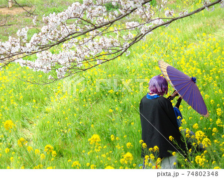 菜の花畑と番傘を持った女性 菜の花畑と番傘を持った女性 74802348