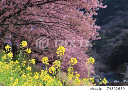 満開の桜と菜の花 満開の桜と菜の花 74802639