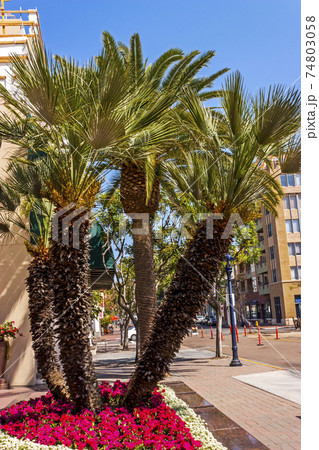 Palms trees in the city San Diego. Palms trees in the city San Diego. 74803058