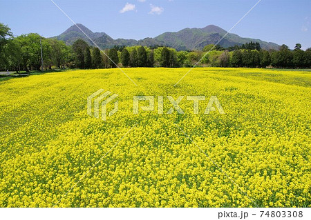 岩手の風景 矢巾町の煙山ひまわりパーク内の菜の花畑の写真素材