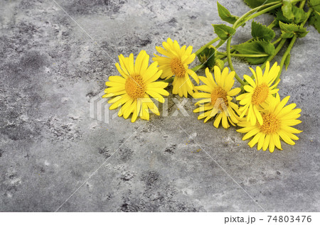Wild field yellow flowers on bright color background 74803476