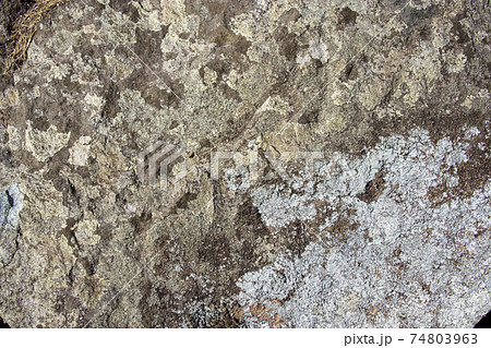 岩についたウメノキゴケ 岩についたウメノキゴケ 74803963