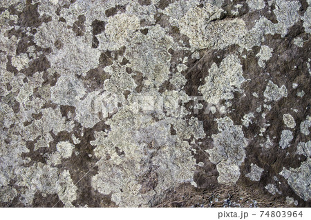 岩についたウメノキゴケ 岩についたウメノキゴケ 74803964