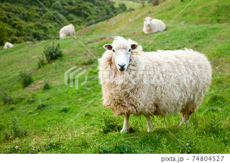 Sheep 74804527