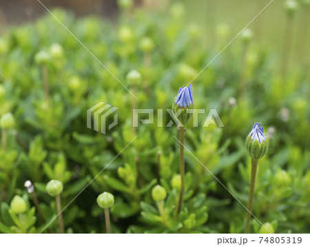 Macro of a blue daisy bush, Felicia amelloides flower bud come into bloom, selective focus, green bokeh leaves Macro of a blue daisy bush, Felicia amelloides flower bud come into bloom, selective focus, green bokeh leaves 74805319