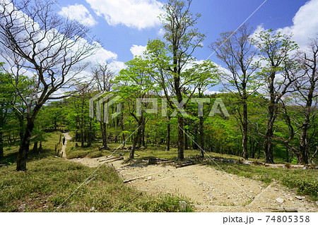新緑の大台ケ原 日出ヶ岳・正木峠分岐付近(奈良県吉野郡上北山村・三重県多気郡大台町) 新緑の大台ケ原 日出ヶ岳・正木峠分岐付近(奈良県吉野郡上北山村・三重県多気郡大台町) 74805358