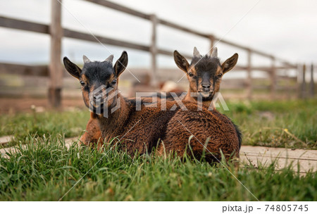 Two brown baby goat kids sitting in low grass at farm 74805745