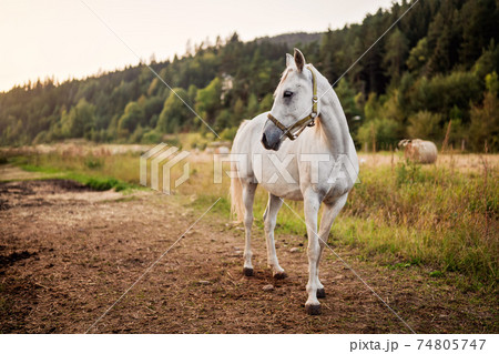 White arabian horse standing on farm ground, blurred meadow and forest background White arabian horse standing on farm ground, blurred meadow and forest background 74805747