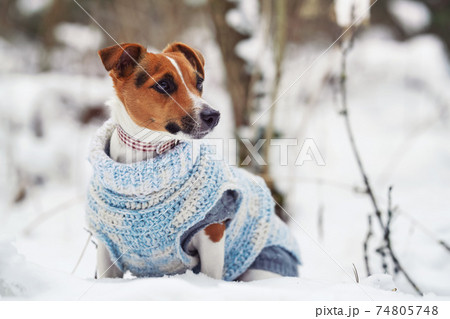Small Jack Russell terrier sitting on snow covered field wearing knitted white blue jumper, looking curiously Small Jack Russell terrier sitting on snow covered field wearing knitted white blue jumper, looking curiously 74805748
