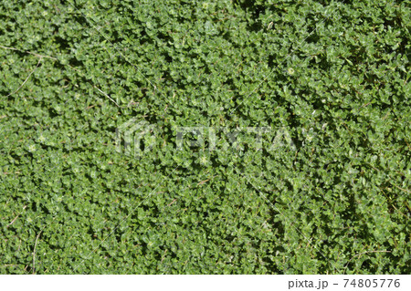 Wild thyme Wild thyme 74805776