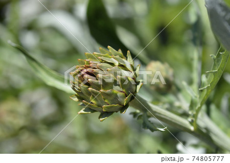 Artichoke thistle Artichoke thistle 74805777