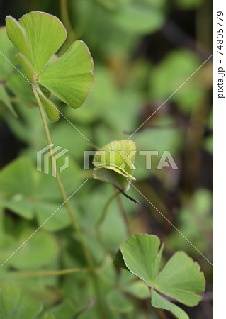 Four leaf pepperwort Four leaf pepperwort 74805779