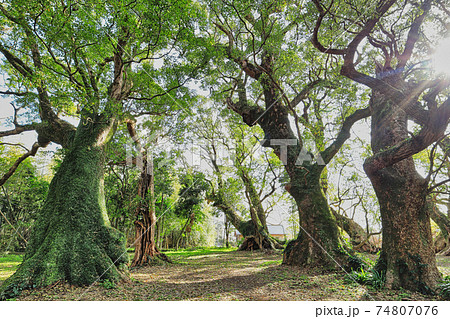 千本楠 千本楠 74807076