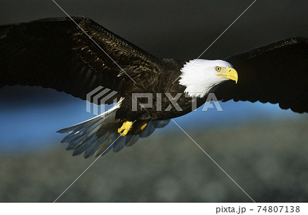 Bald Eagle in flight Bald Eagle in flight 74807138
