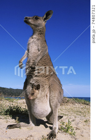 Kangaroo with joey in pouch on beach Kangaroo with joey in pouch on beach 74807321