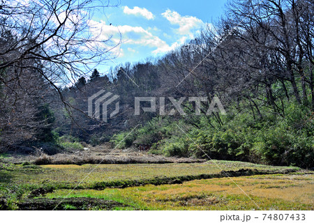 光に溢れる輝く里山の春 光に溢れる輝く里山の春 74807433