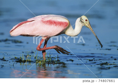 STOCK PHOTOGRAPHY PHOTOS 74807661