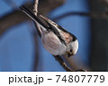 Bird - Long-tailed Tit ( Aegithalos caudatus ) sits on a branch of a bush and eats beetle larvae on a sunny winter day. Close-up. 74807779