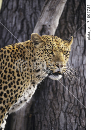 STOCK PHOTOGRAPHY PHOTOS 74807782