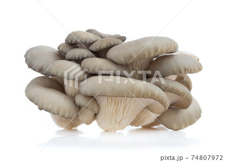 Oyster mushrooms on a white background. Fresh oyster mushrooms close-up on a white background. Oyster mushrooms on a white background. Fresh oyster mushrooms close-up on a white background. 74807972
