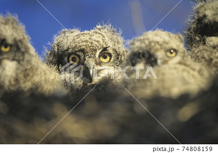 STOCK PHOTOGRAPHY PHOTOS 74808159