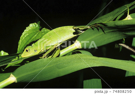 STOCK PHOTOGRAPHY PHOTOS 74808250