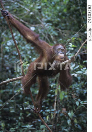 STOCK PHOTOGRAPHY PHOTOS 74808262