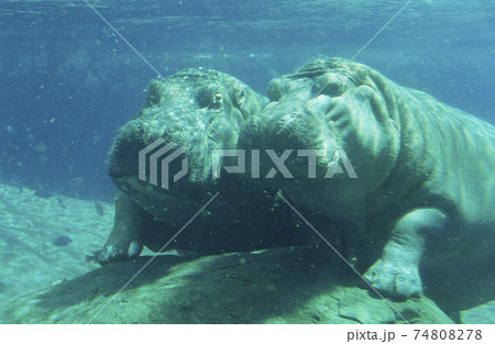 STOCK PHOTOGRAPHY PHOTOS 74808278