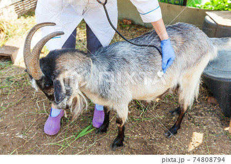Young veterinarian woman with stethoscope holding and examining goat on ranch background. Young goat with vet hands for check up in natural eco farm. Animal care and ecological farming concept. Young veterinarian woman with stethoscope holding and examining goat on ranch background. Young goat with vet hands for check up in natural eco farm. Animal care and ecological farming concept. 74808794