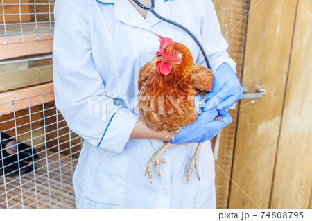 Veterinarian with stethoscope holding and examining chicken on ranch background. Hen in vet hands for check up in natural eco farm. Animal care and ecological farming concept. Veterinarian with stethoscope holding and examining chicken on ranch background. Hen in vet hands for check up in natural eco farm. Animal care and ecological farming concept. 74808795
